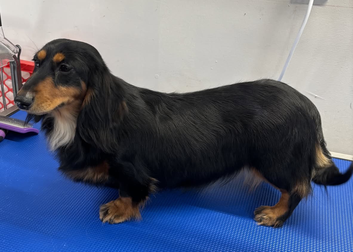 Liesl